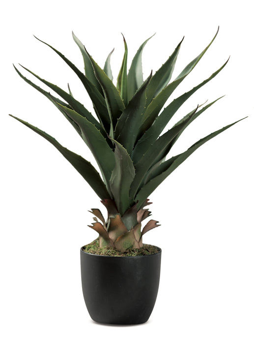 Vaso Aloe H. 70cm
