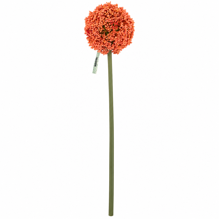 Fiore dell’Allium H. 75cm
